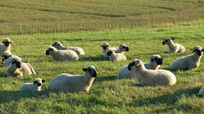 Schafe auf der Wiese
